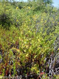 yellow avens (<em>Geum aleppicum</em>)