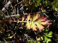 yellow avens (<em>Geum aleppicum</em>)