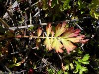 yellow avens (<em>Geum aleppicum</em>)
