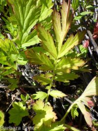 yellow avens (<em>Geum aleppicum</em>)