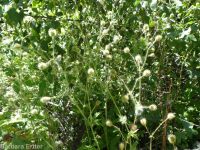 largeleaf avens (<em>Geum macrophyllum var. macrophyllum</em>)