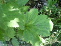 largeleaf avens (<em>Geum macrophyllum var. macrophyllum</em>)