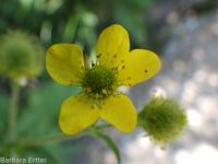 largeleaf avens (<em>Geum macrophyllum var. macrophyllum</em>)