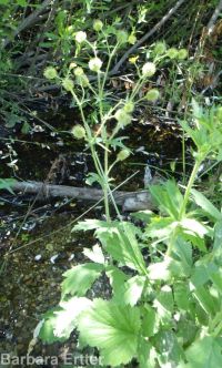 largeleaf avens (<em>Geum macrophyllum var. macrophyllum</em>)