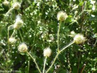 largeleaf avens (<em>Geum macrophyllum var. macrophyllum</em>)