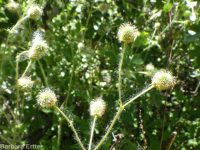largeleaf avens (<em>Geum macrophyllum var. macrophyllum</em>)