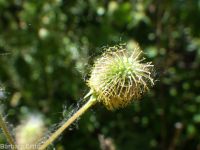 largeleaf avens (<em>Geum macrophyllum var. macrophyllum</em>)