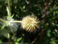 largeleaf avens (<em>Geum macrophyllum var. macrophyllum</em>)