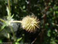 largeleaf avens (<em>Geum macrophyllum var. macrophyllum</em>)