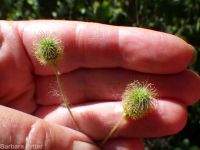 largeleaf avens (<em>Geum macrophyllum var. macrophyllum</em>)