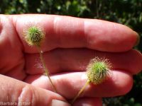 largeleaf avens (<em>Geum macrophyllum var. macrophyllum</em>)
