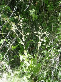 largeleaf avens (<em>Geum macrophyllum var. macrophyllum</em>)
