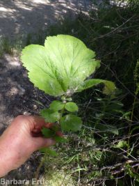 largeleaf avens (<em>Geum macrophyllum var. macrophyllum</em>)