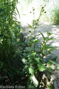 largeleaf avens (<em>Geum macrophyllum var. macrophyllum</em>)