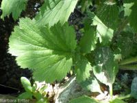 largeleaf avens (<em>Geum macrophyllum var. macrophyllum</em>)