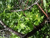 largeleaf avens (<em>Geum macrophyllum var. perincisum</em>)
