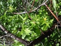 largeleaf avens (<em>Geum macrophyllum var. perincisum</em>)