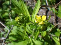 largeleaf avens (<em>Geum macrophyllum var. perincisum</em>)