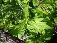 largeleaf avens (<em>Geum macrophyllum var. perincisum</em>)
