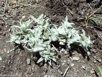 lowland or western marsh cudweed (<em>Gnaphalium palustre</em>)