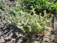 lowland or western marsh cudweed (<em>Gnaphalium palustre</em>)