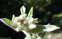 lowland or western marsh cudweed (<em>Gnaphalium palustre</em>)