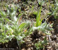 lowland or western marsh cudweed (<em>Gnaphalium palustre</em>)