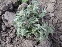 lowland or western marsh cudweed (<em>Gnaphalium palustre</em>)