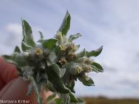 lowland or western marsh cudweed (<em>Gnaphalium palustre</em>)