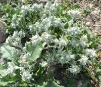 lowland or western marsh cudweed (<em>Gnaphalium palustre</em>)