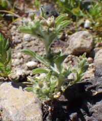 lowland or western marsh cudweed (<em>Gnaphalium palustre</em>)