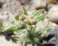 lowland or western marsh cudweed (<em>Gnaphalium palustre</em>)
