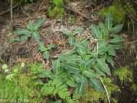 western rattlesnake-plantain (<em>Goodyera oblongifolia</em>)