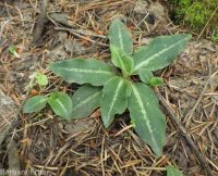 western rattlesnake-plantain (<em>Goodyera oblongifolia</em>)