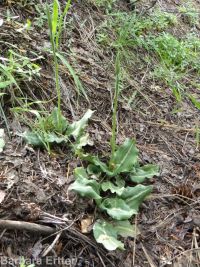 western rattlesnake-plantain (<em>Goodyera oblongifolia</em>)