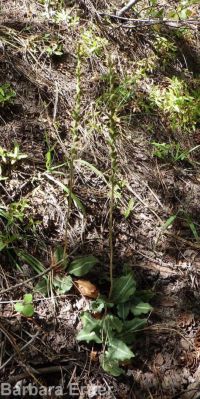 western rattlesnake-plantain (<em>Goodyera oblongifolia</em>)