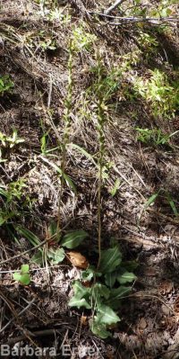 western rattlesnake-plantain (<em>Goodyera oblongifolia</em>)