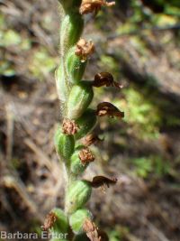 western rattlesnake-plantain (<em>Goodyera oblongifolia</em>)