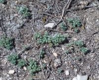 matted cryptantha (<em>Greeneocharis circumscissa var. circumscissa</em>)
