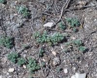 matted cryptantha (<em>Greeneocharis circumscissa var. circumscissa</em>)