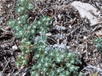 matted cryptantha (<em>Greeneocharis circumscissa var. circumscissa</em>)