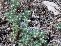 matted cryptantha (<em>Greeneocharis circumscissa var. circumscissa</em>)