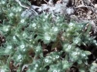 matted cryptantha (<em>Greeneocharis circumscissa var. circumscissa</em>)