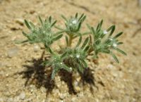 matted cryptantha (<em>Greeneocharis circumscissa var. circumscissa</em>)