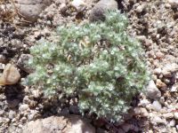 matted cryptantha (<em>Greeneocharis circumscissa var. circumscissa</em>)