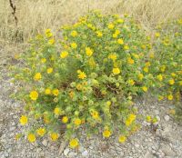 curly-cup gumweed (<em>Grindelia squarrosa</em>)
