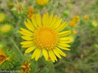 curly-cup gumweed (<em>Grindelia squarrosa</em>)