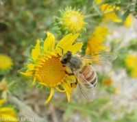 curly-cup gumweed (<em>Grindelia squarrosa</em>)