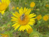 curly-cup gumweed (<em>Grindelia squarrosa</em>)