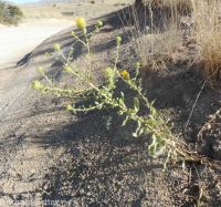 curly-cup gumweed (<em>Grindelia squarrosa</em>)